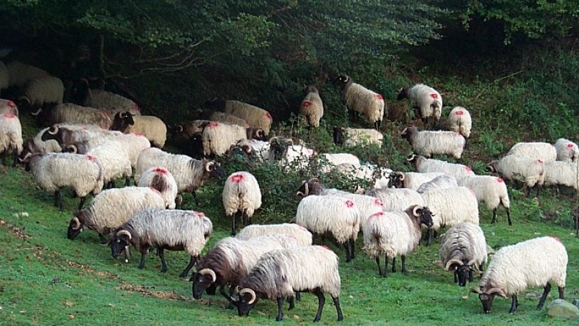 Ne pas abattre l‘agriculture souletine